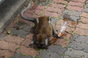 Monkey drinking Gatorade.