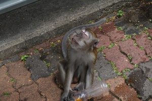 Monkey after drinking Gatorade.